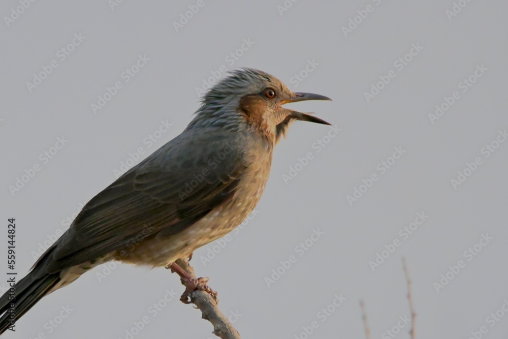 Fototapeta premium ヒヨドリさん