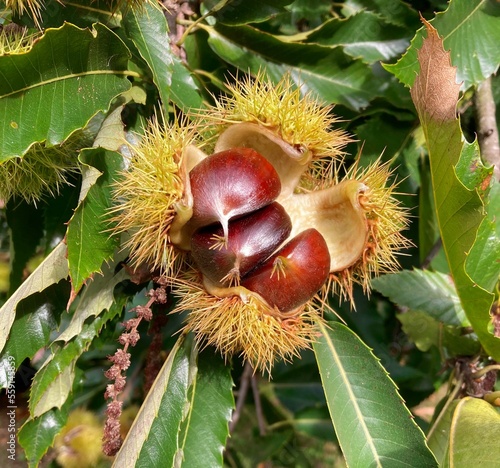 les châtaignes en Bretagne Cornouailles Finistère France	