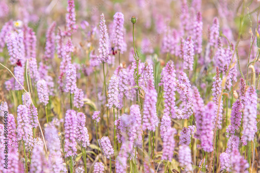 texture of wild lavender, texture of wild lavender,