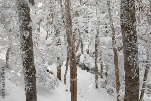 冬の八ヶ岳登山道で見る樹林帯
