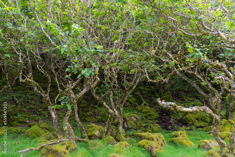 Fairy Glen