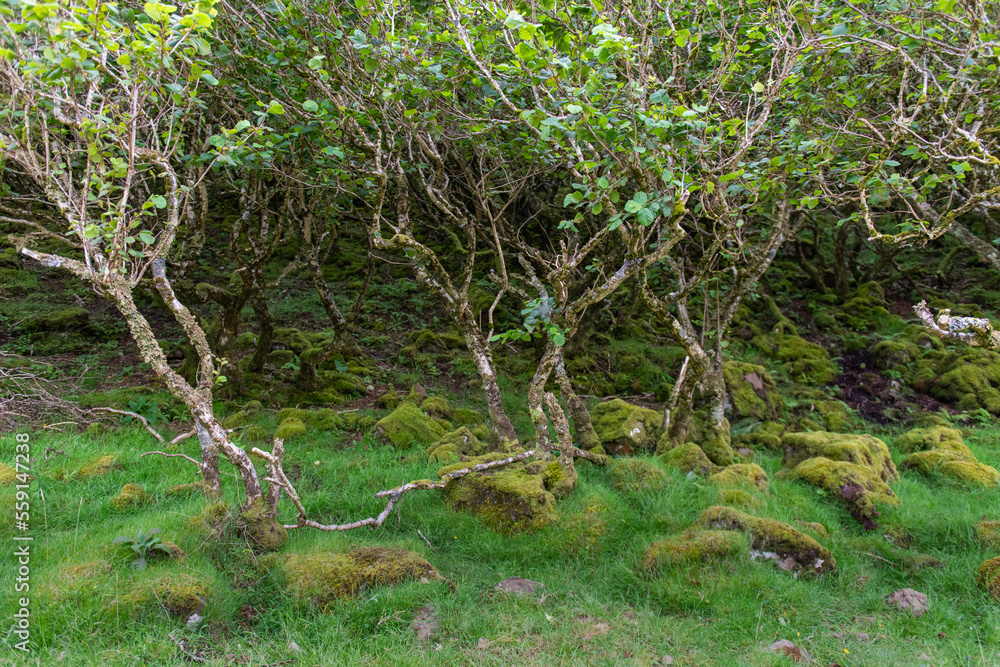 Fairy Glen