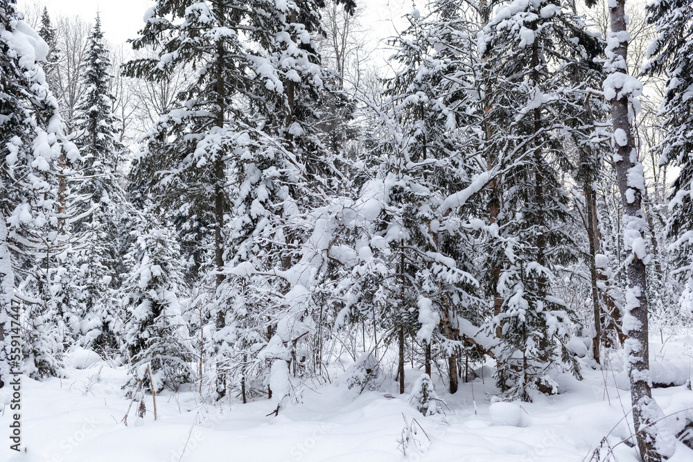 Fototapeta premium Winter road in a snowy forest, tall trees along the road. Beautiful bright winter landscape. There is a lot of snow on the trees. Winter season concept. Skiing trip