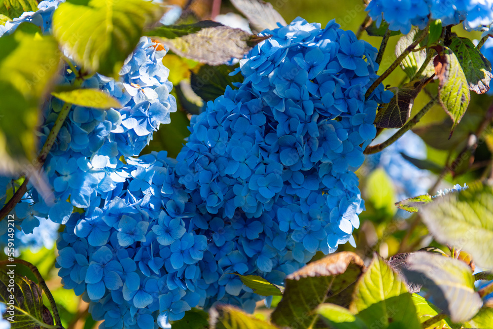 Dunvegan Castle & Gardens