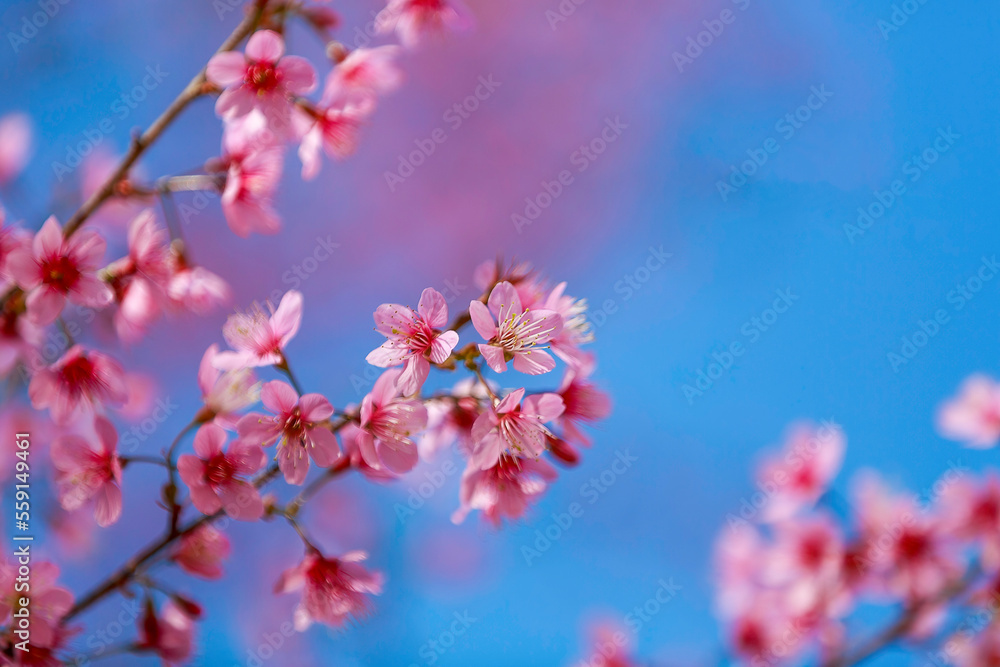 Cherry blossoms on nature background. beautiful pink cherry blossom branches on tree under blue sky, beautiful cherry blossoms during spring in garden, texture, flora, nature flower background Cherry blossoms on nature background. beautiful pink cherry blossom branches on tree under blue sky, beautiful cherry blossoms during spring in garden, texture, flora, nature flower background