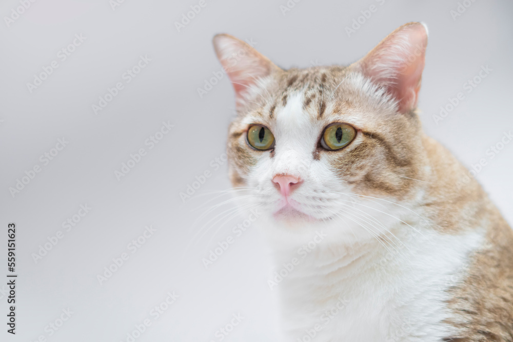 Tabby cat sitting on white background look at camera.