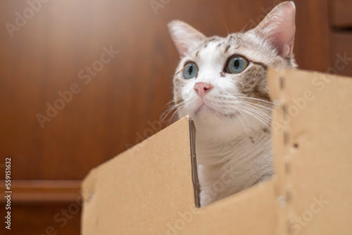 tabby cat in the paper box looked ahead in shock