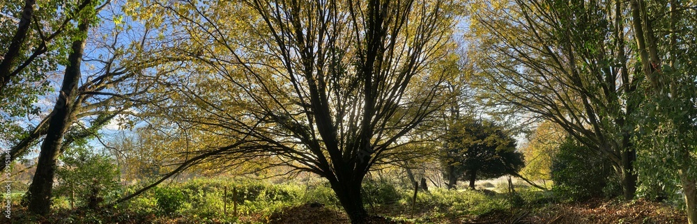 la campagne  en novembre à Barré-Nevez Finistère Cornouaille Bretagne France	