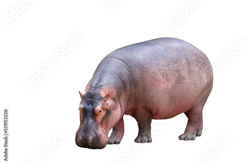 Fotografie, Tablou Hippopotamus isolated on transparent background png file