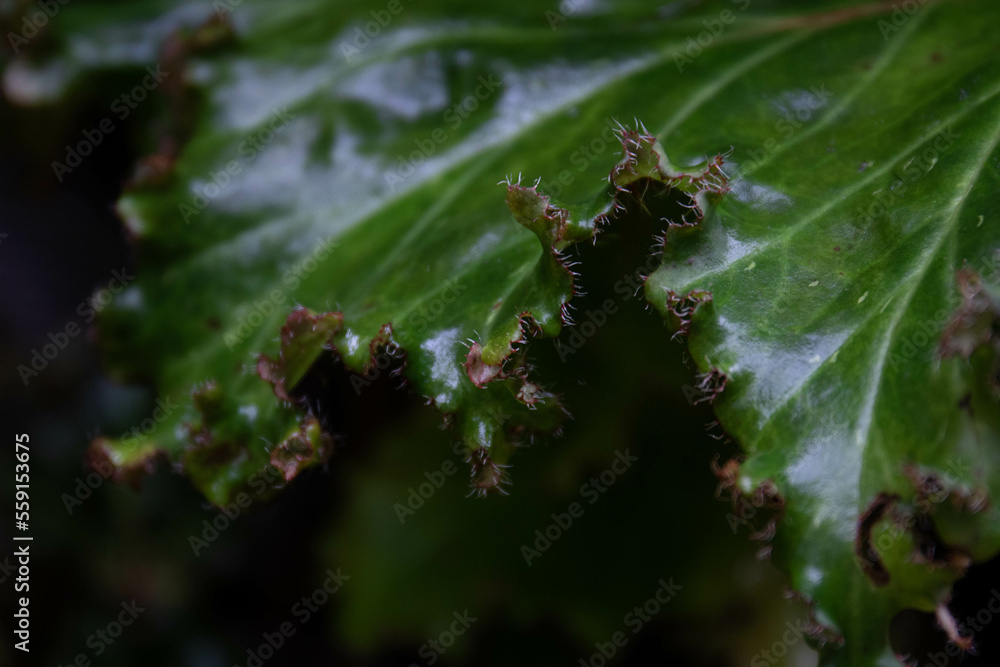 Beauty of nature, texture and pattern of green leaves, Begonia, Rhizomatous Begonia, Lettuce Leaf Begonia 'Bunchii' (Begonia) Beauty of nature, texture and pattern of green leaves, Begonia, Rhizomatous Begonia, Lettuce Leaf Begonia 'Bunchii' (Begonia)