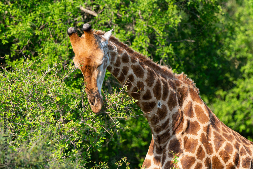 Fototapeta premium Girafe, Giraffa Camelopardalis, Parc national Kruger, Afrique du Sud