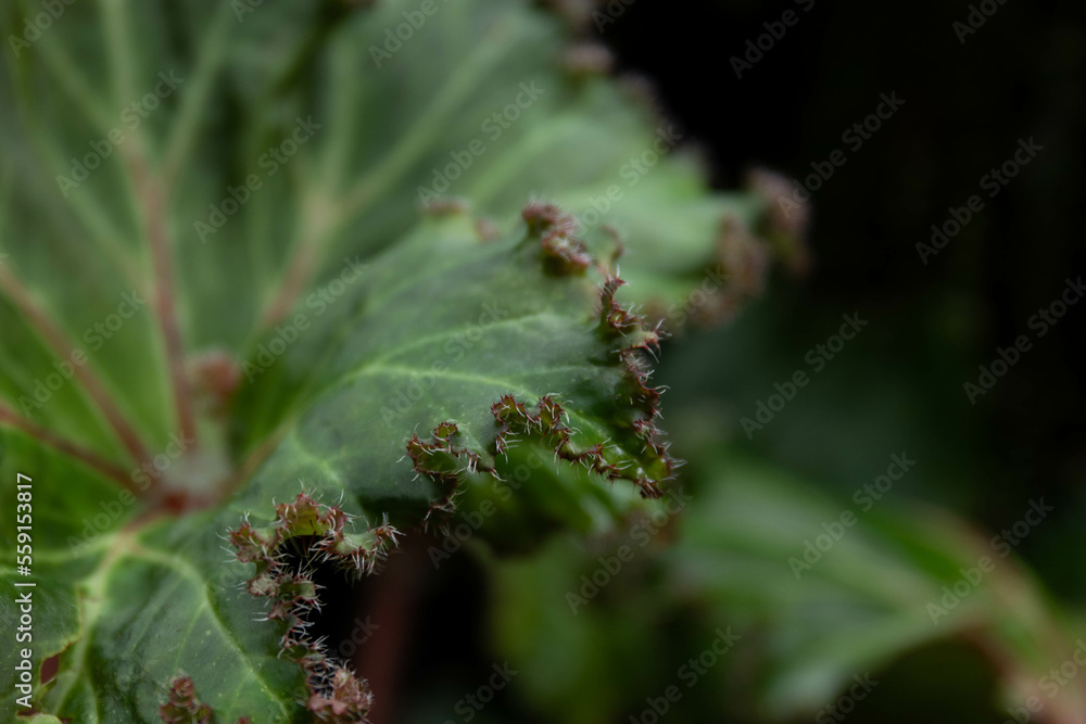 Fototapeta premium Beauty of nature, texture and pattern of green leaves, Begonia, Rhizomatous Begonia, Lettuce Leaf Begonia 'Bunchii' (Begonia)