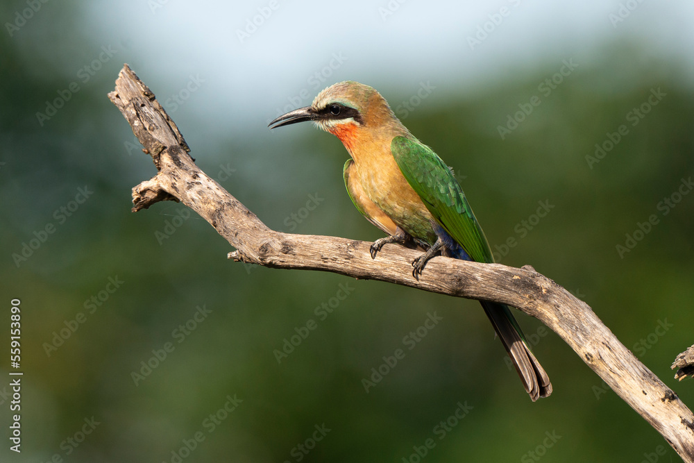 Guêpier à front blanc,. Merops bullockoides, White fronted Bee eater Guêpier à front blanc,. Merops bullockoides, White fronted Bee eater