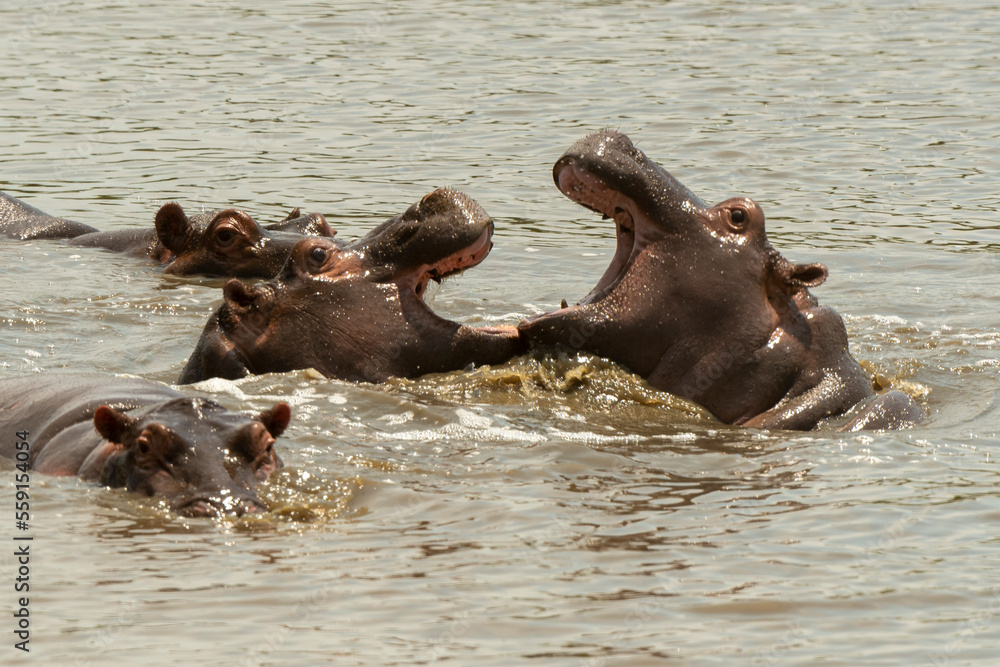 Fototapeta premium Hippopotame, Hippopotamus amphibius, Afrique du Sud