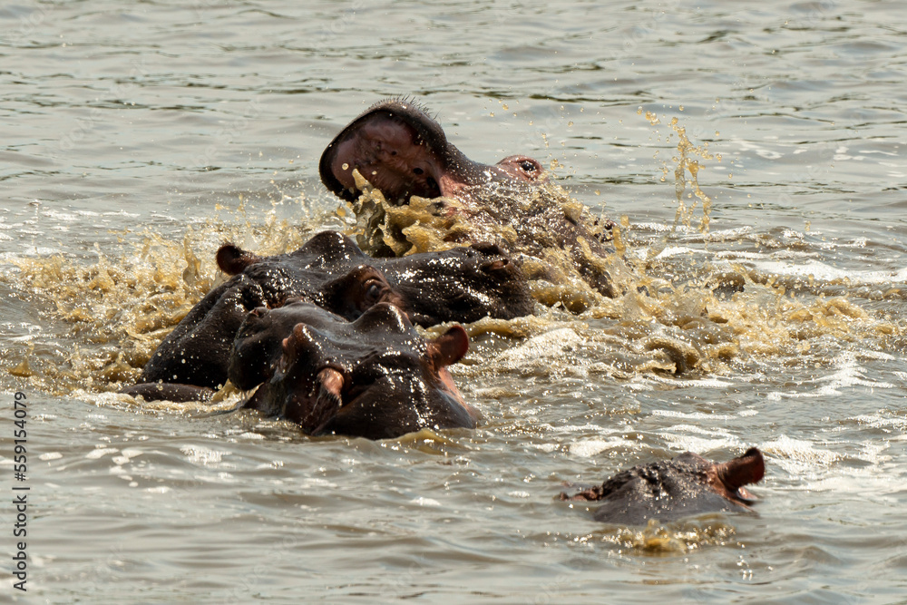 Hippopotame, Hippopotamus amphibius, Afrique du Sud Hippopotame, Hippopotamus amphibius, Afrique du Sud