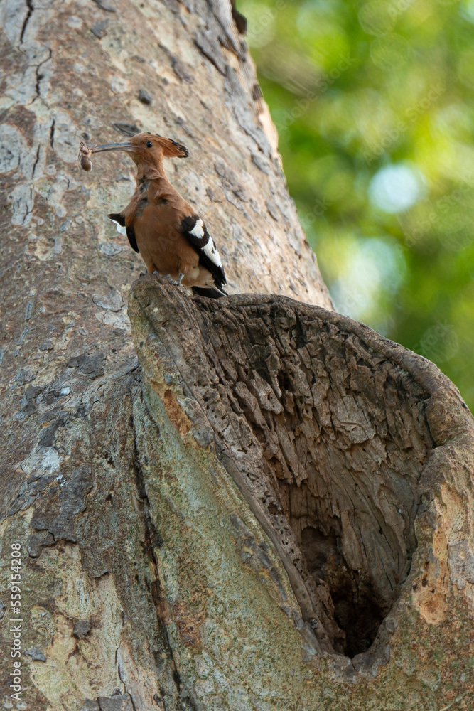 Huppe fasciée, nid,.Upupa epops, Eurasian Hoopoe Huppe fasciée, nid,.Upupa epops, Eurasian Hoopoe