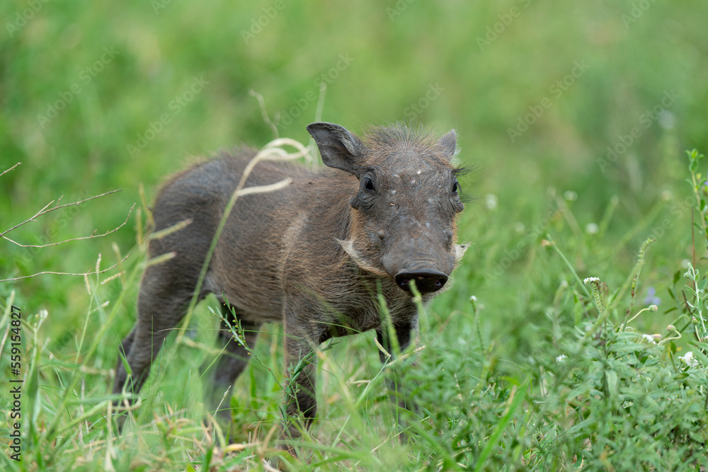 Phacochère commun, Phacochoerus africanus, Afrique du Sud Phacochère commun, Phacochoerus africanus, Afrique du Sud