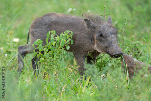 Phacochère commun, Phacochoerus africanus, Afrique du Sud