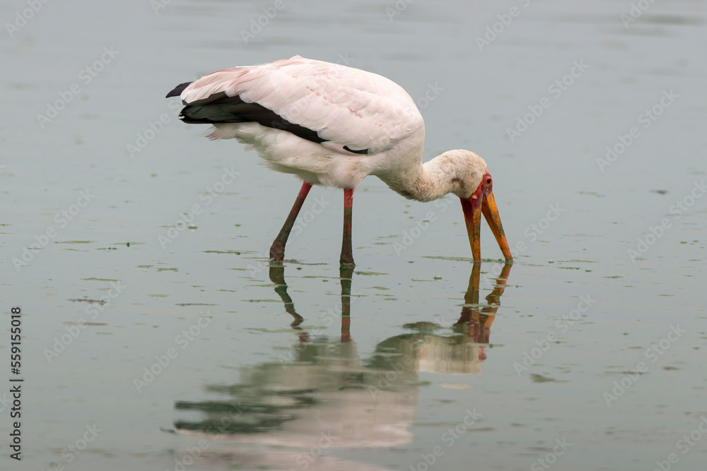 Tantale ibis, Mycteria ibis, Yellow billed Stork