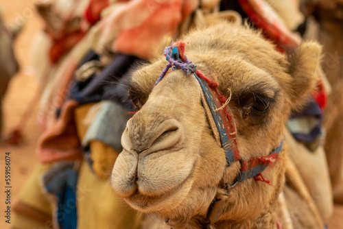 Camel in the wadi rum desert, jordan