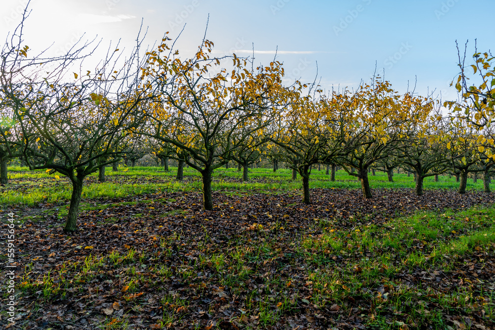 Pear trees in an orchard in autumn