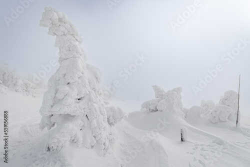 Zimowe drzewa