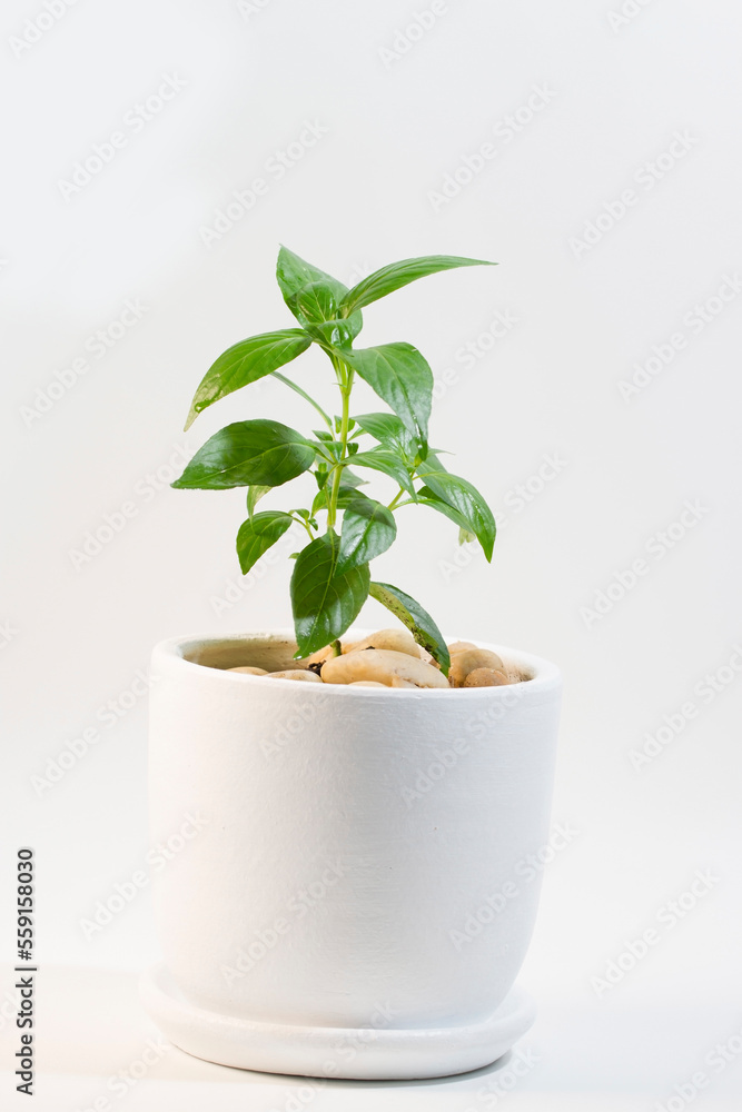 plant in a pot plant in a pot