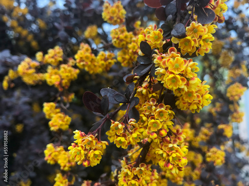 Berberis ottawensis Superba. Berberis yellow blossom. photo