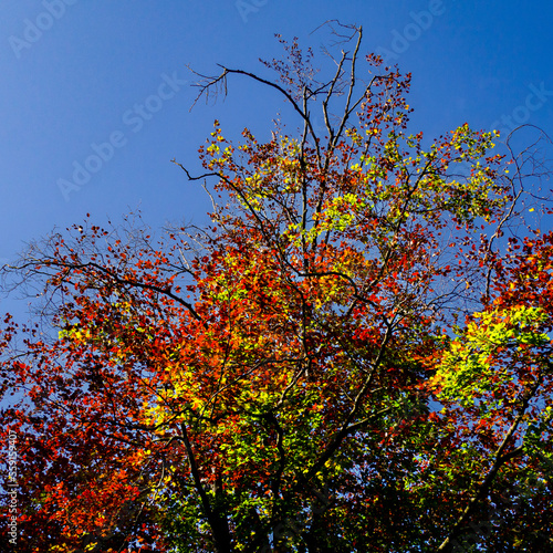 A rainbow tree
