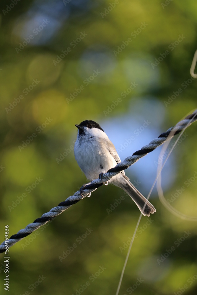 Fototapeta premium 野鳥 ハシブトガラ