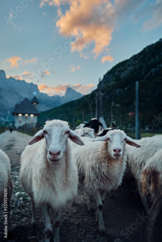 sheep in the mountains © Noe Lcs