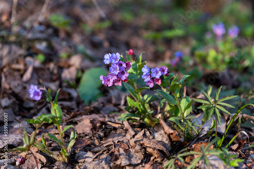 Early spring flowers lungwort. Medicinal plant pulmonaria. Purple inflorescence