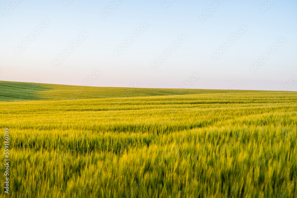 Landscape of green barley agricultural field. Green unripe cereals. The concept of agriculture, healthy eating, organic food.