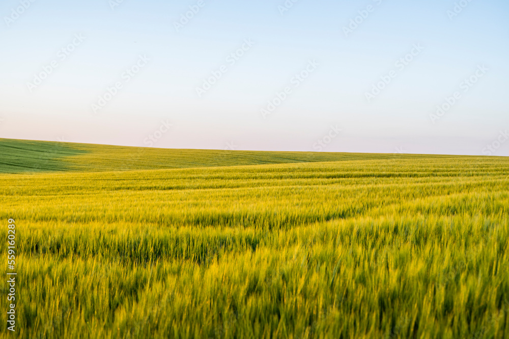 Obraz premium Landscape of green barley agricultural field. Green unripe cereals. The concept of agriculture, healthy eating, organic food.