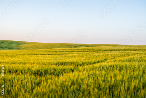 Landscape of green barley agricultural field. Green unripe cereals. The concept of agriculture, healthy eating, organic food.