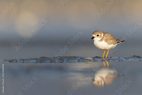 A piping plover (Charadrius melodus) foraging on a beach at sunset.	