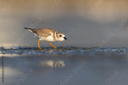 A piping plover (Charadrius melodus) foraging on a beach at sunset. 