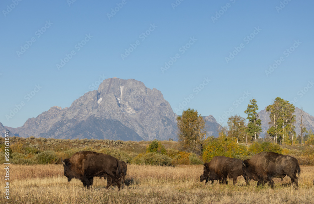Bison in Grand Teton National Park Wyoming in Autumn Bison in Grand Teton National Park Wyoming in Autumn