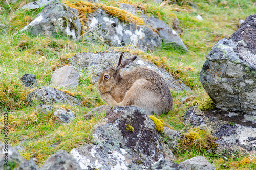 Fotografie Mountain Hare, Lepus timidus, preening on the side of a mountain, Findhorn valley, Scotland