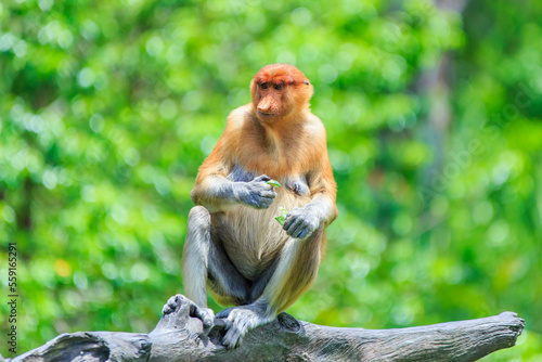 proboscis monkey or nasalis larvatus