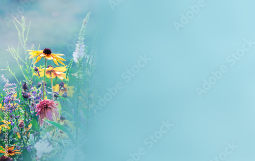 Banner, panorama for the inscription, blooming wildflowers, blue, bright background