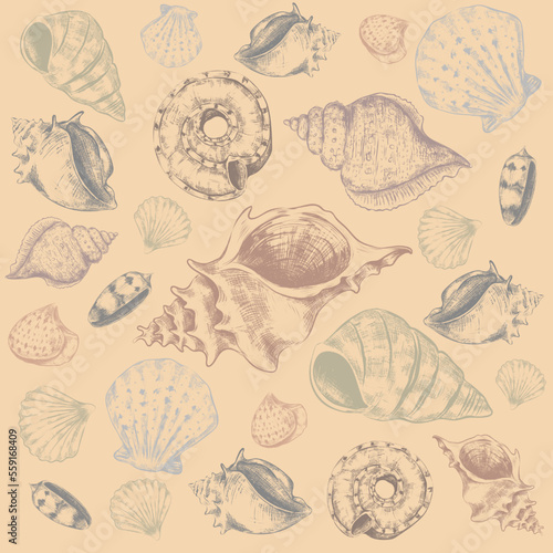 Sea shells. Hand drawn marine elements. Sketch style aquarium habitats, ocean mollusk collection, tropical fauna, engraved decorative wildlife objects, nautilus undersea vector isolated set