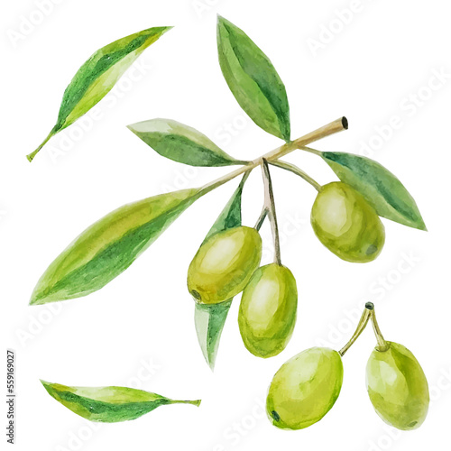 olive watercolor drawing organic plants