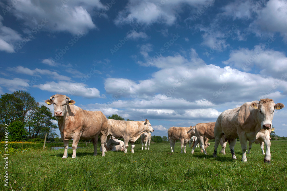Curious cows in meadow near river Reest Meppel. netherlands. Reestdal. Curious cows in meadow near river Reest Meppel. netherlands. Reestdal.