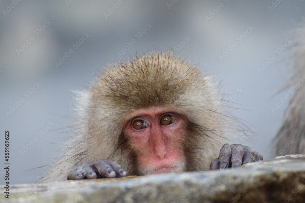 Obraz premium Snow monkey child taking the hot spring, in Nagano, Japan