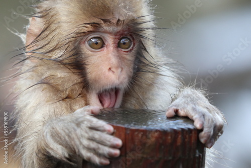 Canvas Print Snow monkey baby in Nagano, Japan