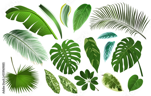 Tropical banana leaf set, realistic palm foliage. 3d isolated summer plants, mexican trees, fun american botanical spring. Hawaii tropical green trees, monstera. Vector isolated design