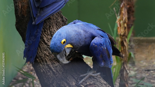 ハイシンスマカウ（Hyacinth Macaw）は、世界最大のパロットであり、美しい青紫色の羽毛が特徴的な鳥です。南アメリカのブラジルやボリビアの森林地帯に生息しています。彼らは非常に賢く、社交的な鳥であり、親密な群れを形成します。果物や種子を主な食物とし、木の洞に営巣します。ハイシンスマカウは、野生での生息地の破壊や違法な捕獲により絶滅の危機にさらされています。彼らは、飼育下での保護プログラムに photo