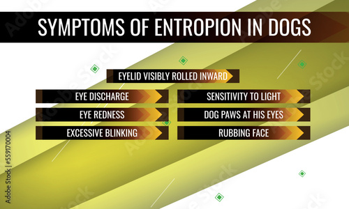 symptoms of Entropion in dogs.  Vector illustration for medical journal or brochure. 
