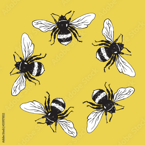 Bumblebee set. Hand drawn vector illustration. Vector drawing of tree honeybee. Hand drawn insect sketch isolated on white. Engraving style bumble bee illustrations.